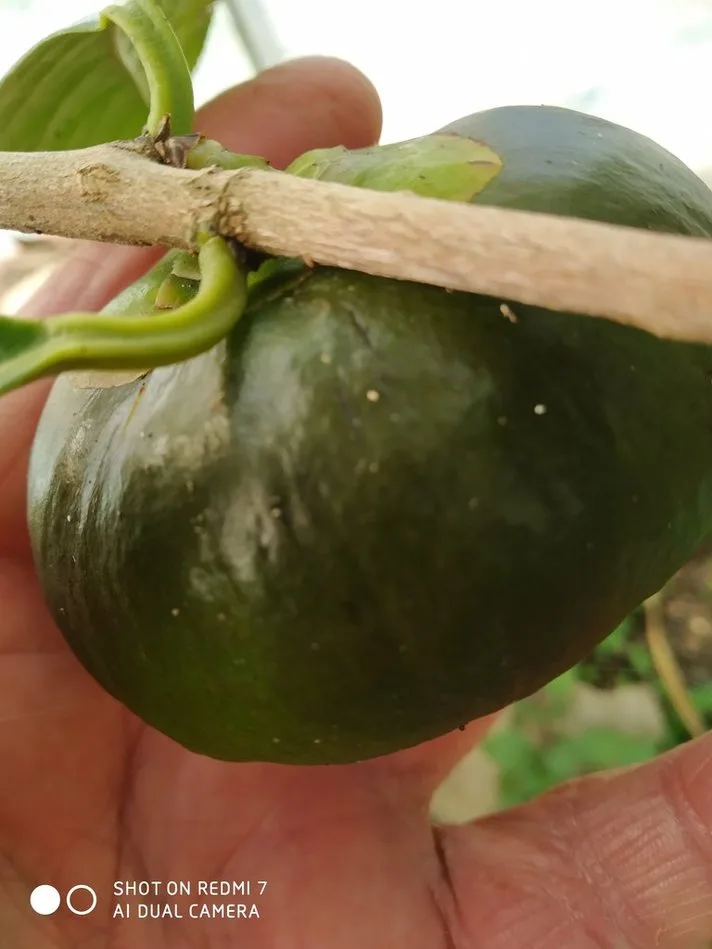 A close-up photo shows a person's hand holding a large, green, round fruit still attached to its stem. The fruit has a…