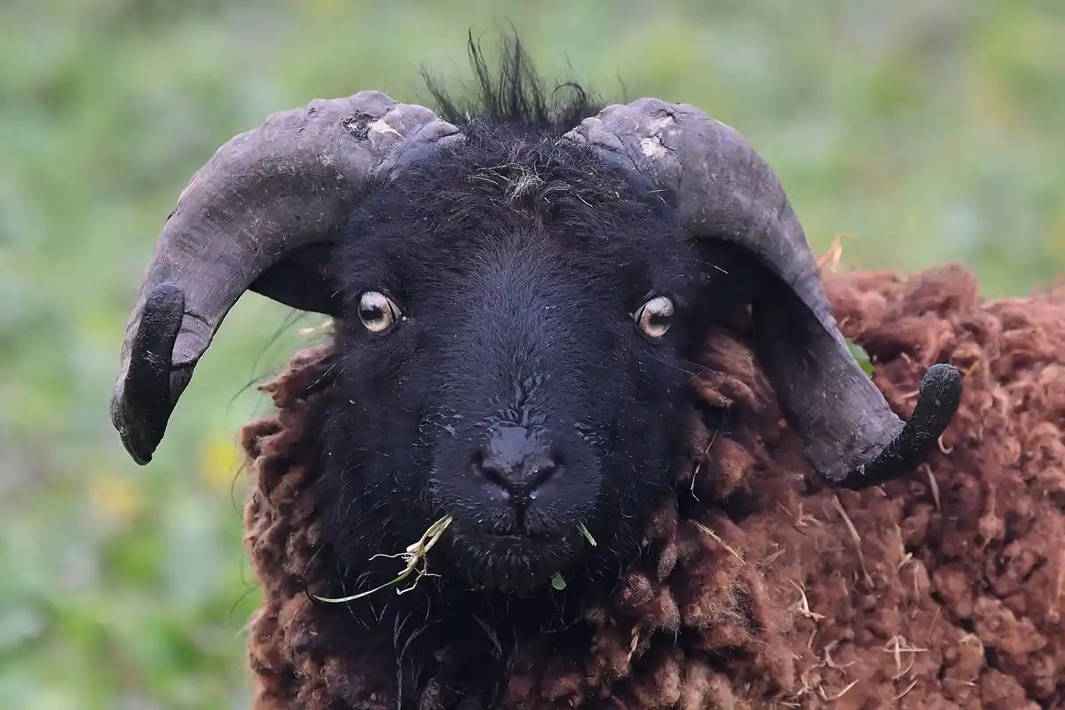 A close-up photo of a black-faced ram with large, curved horns and brown woolly body, looking directly at the camera with…