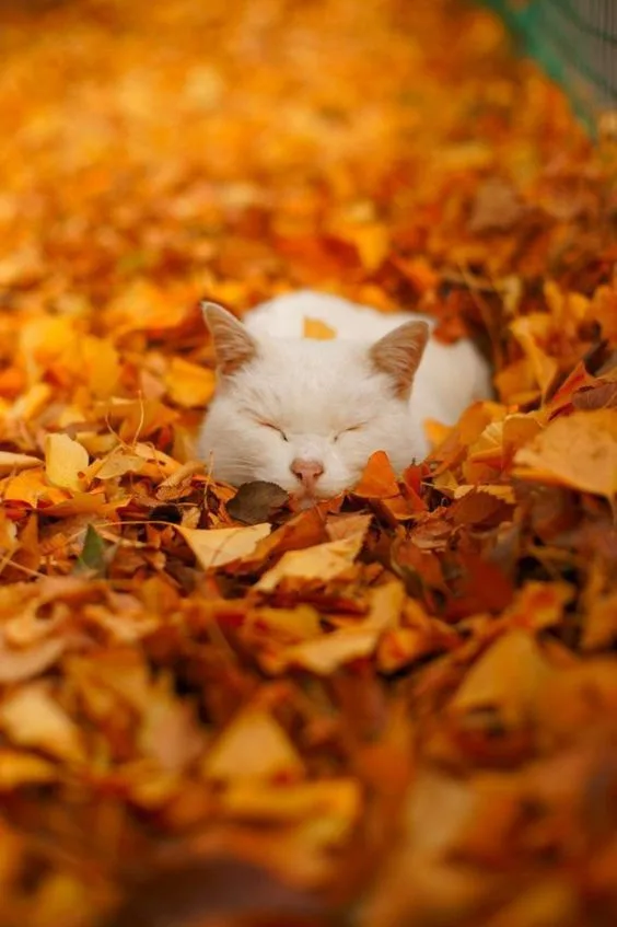 a white cat with closed eyes is peacefully sleeping nestled in a thick bed of orange and yellow autumn leaves. The image has…