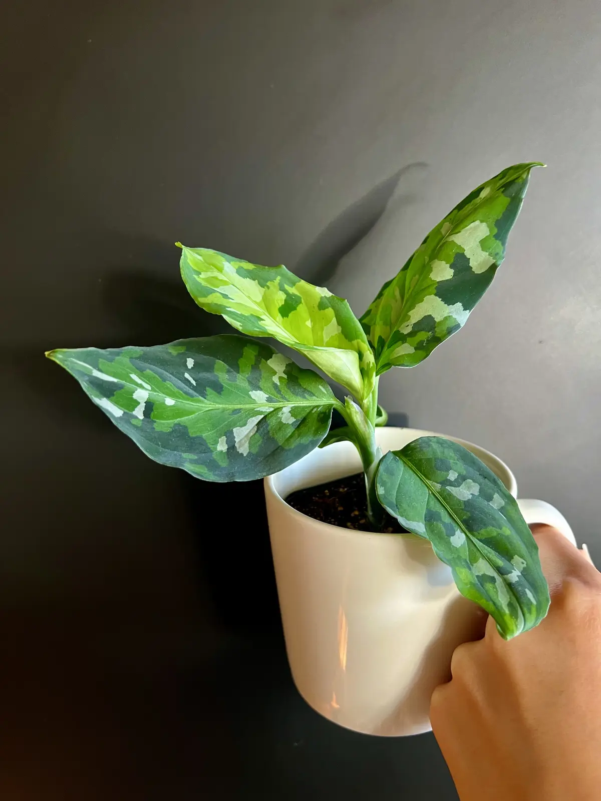 a hand holds a white mug containing a small plant with large, variegated green and white leaves that mimic a camouflage…