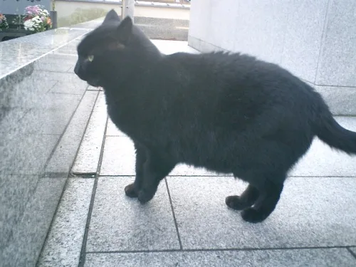 A black cat stands on a tiled pavement next to a stone wall, looking sideways with one eye visible. The image has white text…