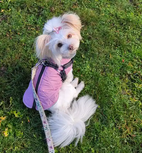 A small, fluffy white dog with light brown eyes and a pink bow in its hair sits on green grass, wearing a pink quilted vest…
