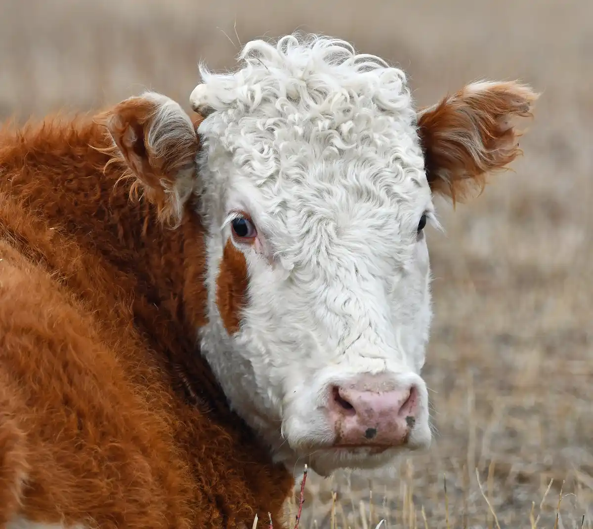 A close-up photo of a cow with a white, curly-haired head and brown body, looking directly at the camera with a slightly…