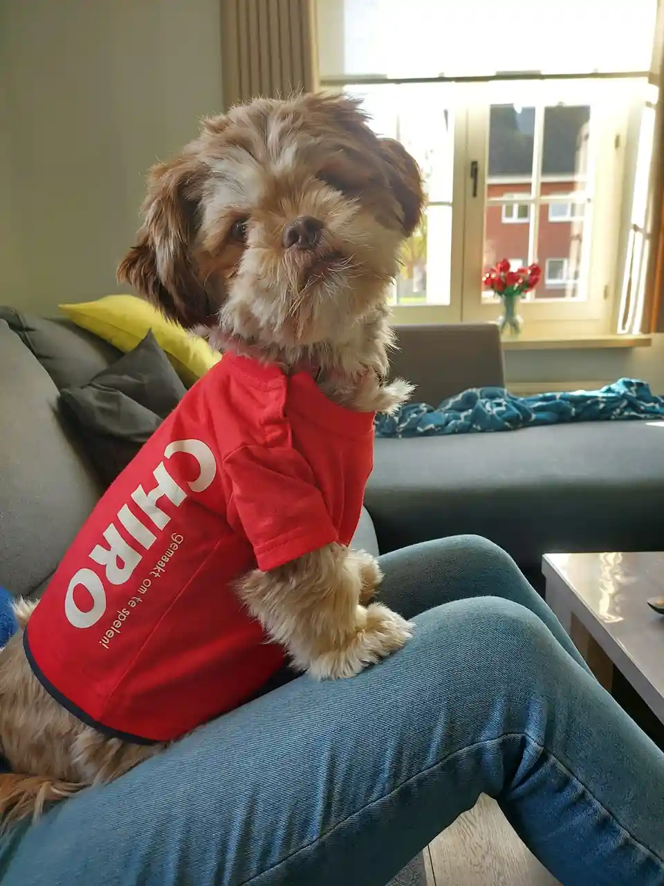 A small, fluffy brown and white dog wearing a red t-shirt with the text 'CHIRO' and 'Gemaakt om te spelen!' sits on a…