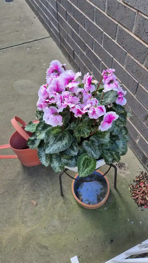 A potted cyclamen plant with pink and white flowers and variegated green leaves sits on a metal stand outdoors next to a…