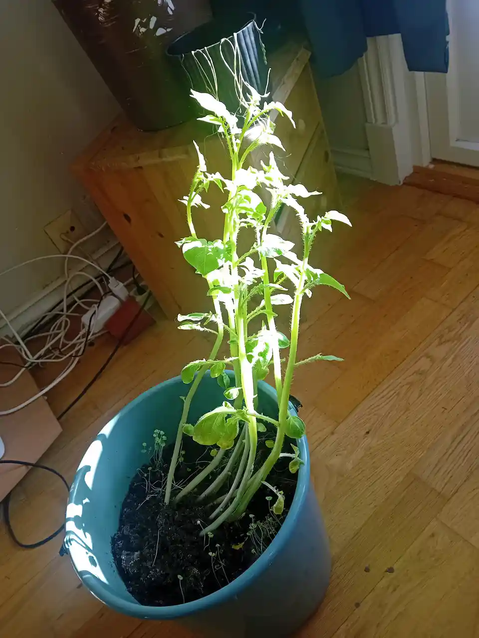 A tall, thin green plant with multiple stems and leaves grows in a blue plastic bucket filled with soil, placed on a wooden…