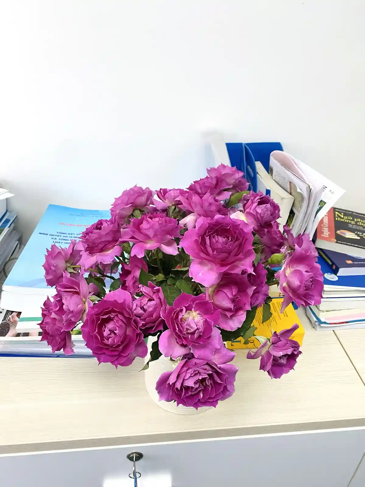 A vibrant bouquet of deep purple roses sits in a white vase on a light wood desk, surrounded by stacks of books and binders…