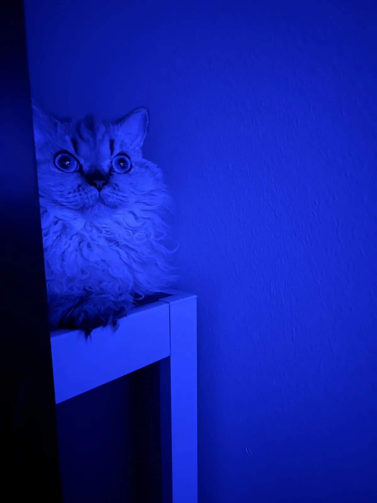 A fluffy, curly-haired cat with wide, startled eyes peers out from behind a white piece of furniture in a room bathed in…