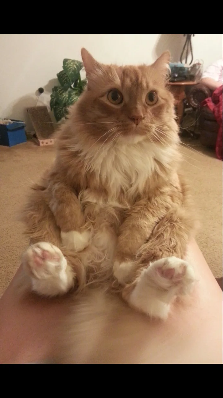 A fluffy, long-haired orange and white cat sits upright on a human's lap, looking directly at the camera with wide, innocent…