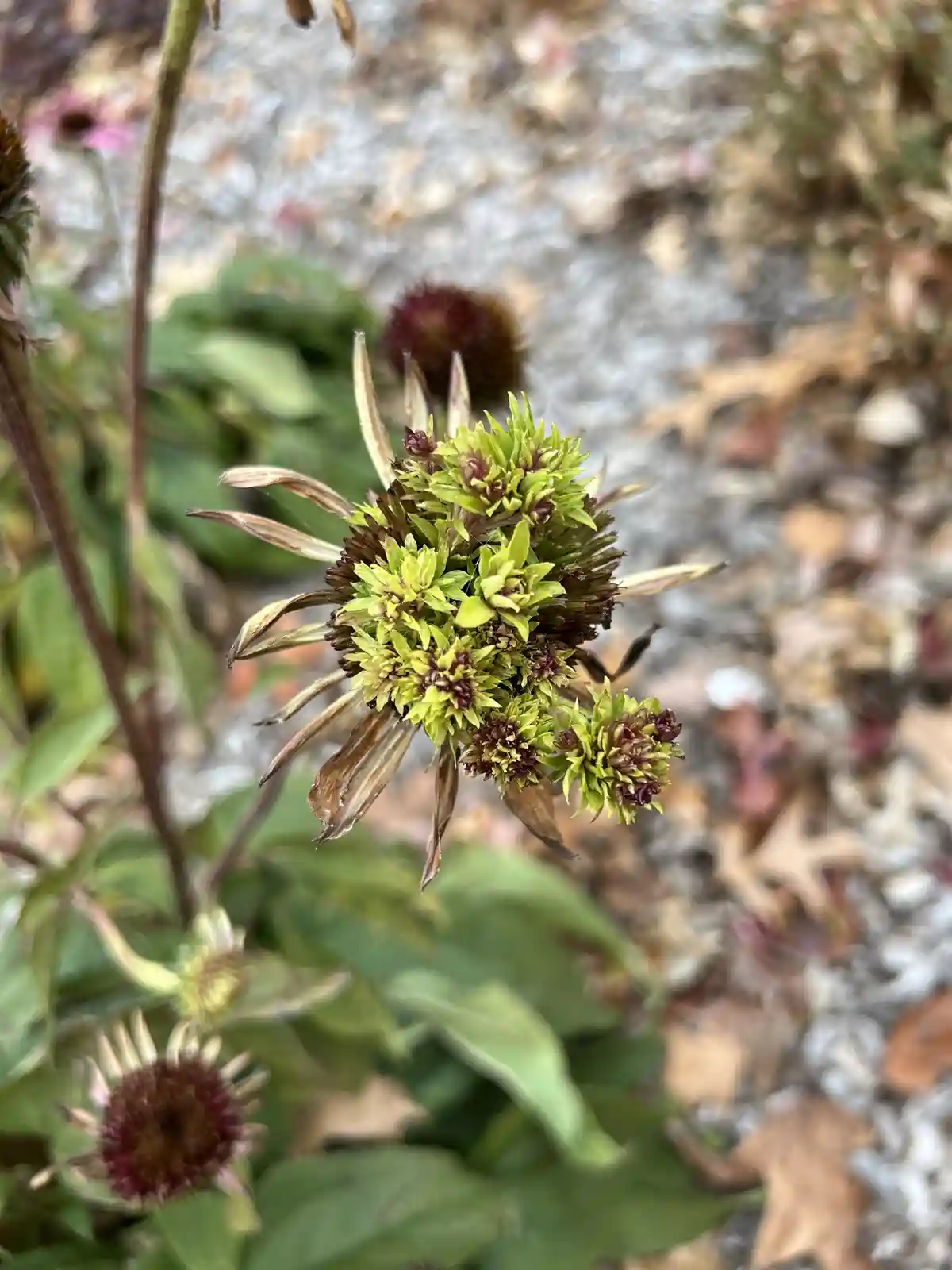 A close-up photo of a wilting, partially dried coneflower head with green and brown petals, set against a blurred background…