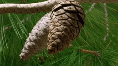 The image shows a sequence of six panels depicting two pinecones on a branch against green pine needles. The pinecone on the…