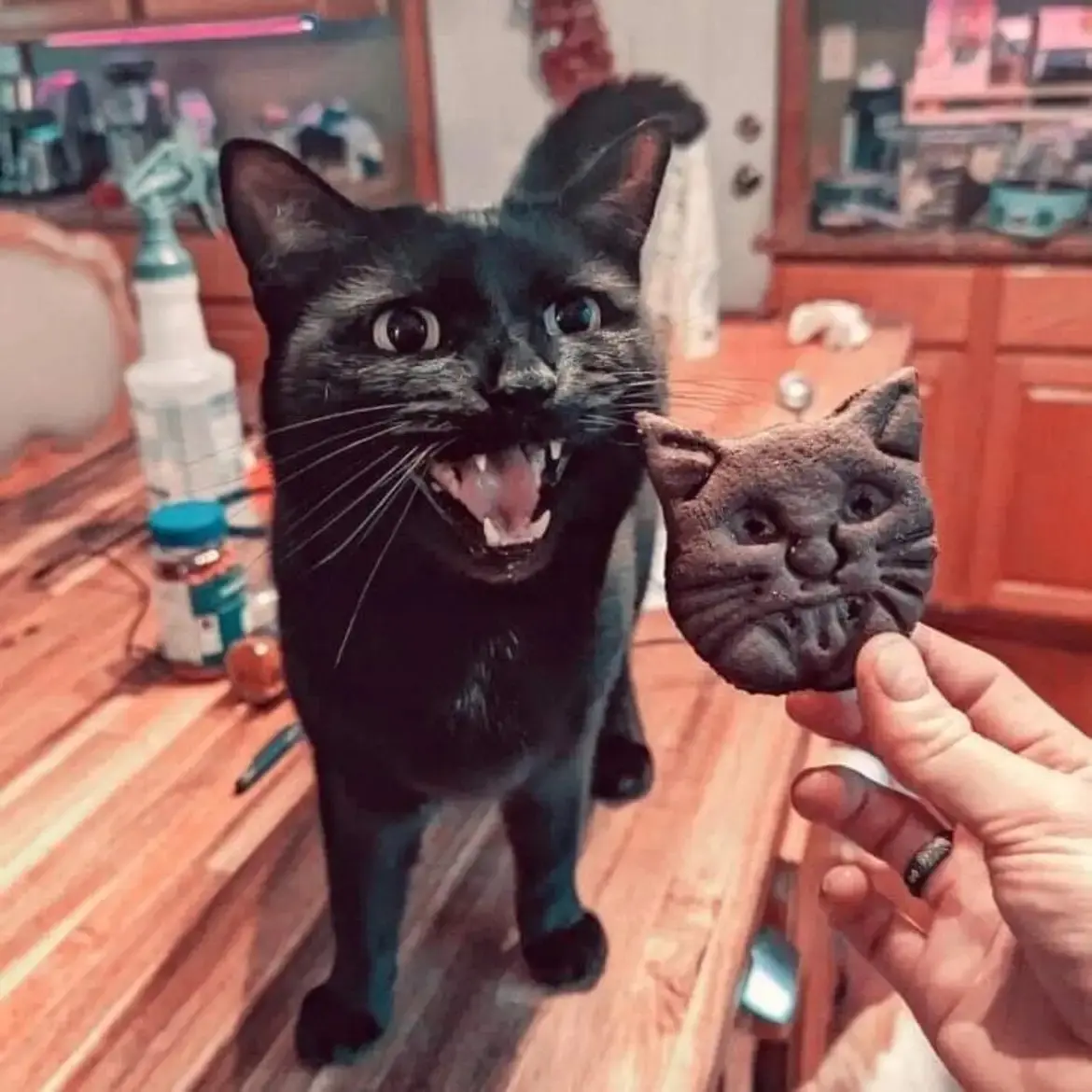 A black cat with wide eyes and bared teeth stands on a wooden counter, appearing to snarl at a chocolate cat-shaped cookie…
