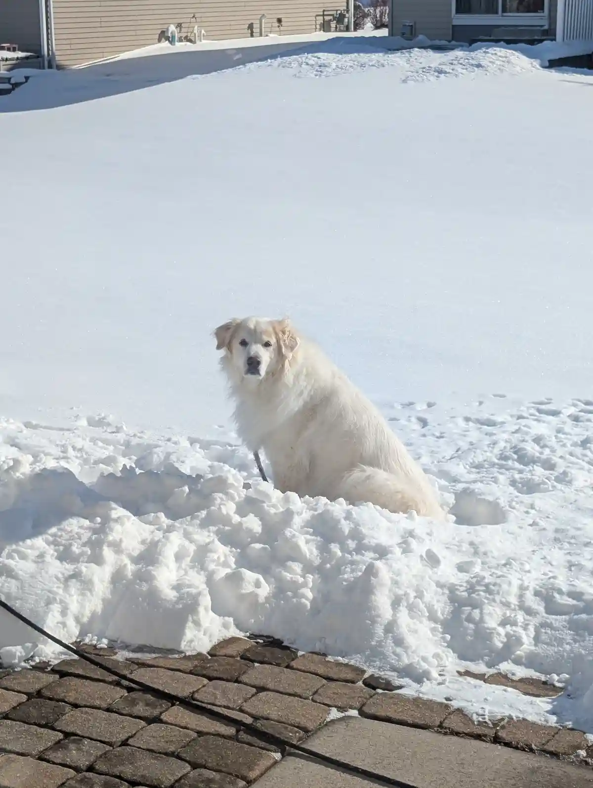 A fluffy white dog sits calmly in a large pile of snow, looking directly at the camera with a serene expression. The…