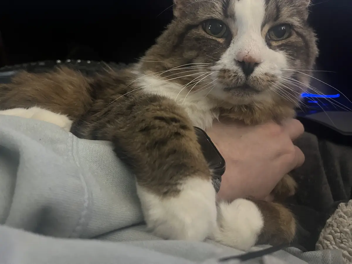 A brown and white cat with green eyes is resting its paw on a person's wrist, which has a black smartwatch. The cat looks…
