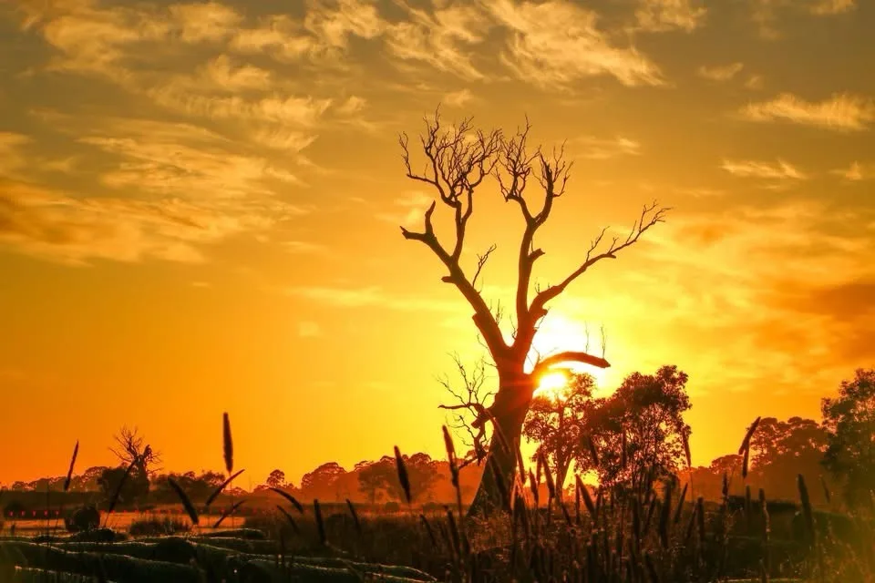 A silhouette of a bare, leafless tree stands prominently against a vibrant orange and yellow sunset sky, with the sun…