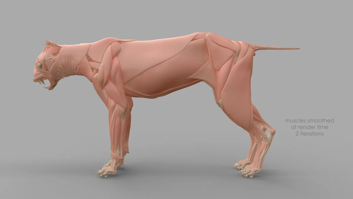 A 3D digital rendering of a feline-like animal, possibly a cheetah or leopard, shown in profile with its skeletal structure…