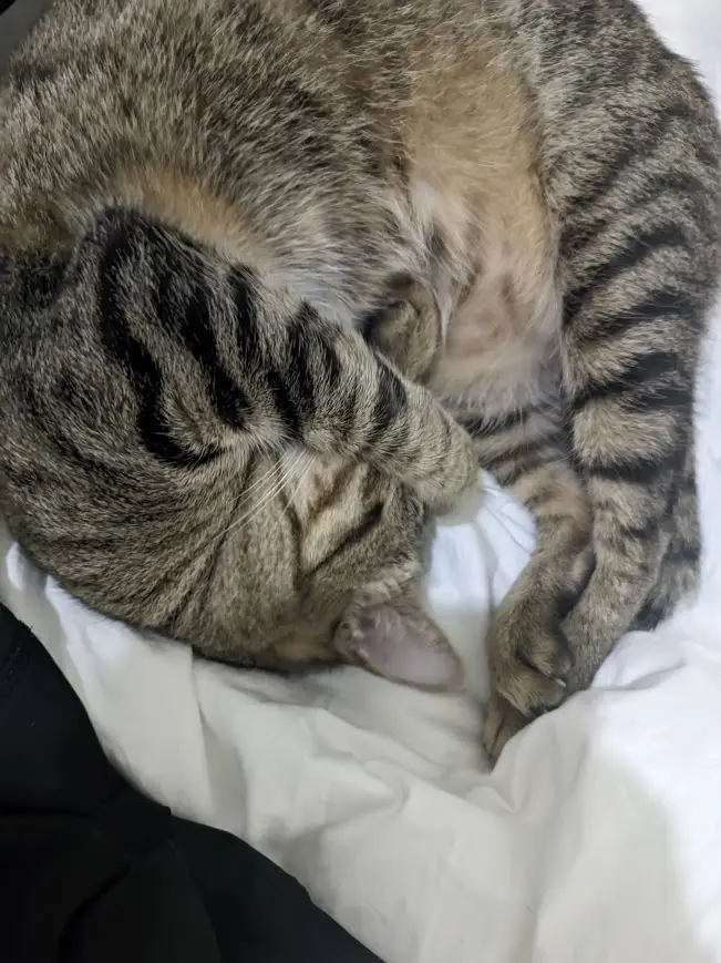 The Cutest Sleeping Cat You’ll Ever See