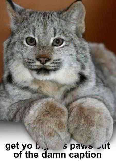 A close-up photo of a lynx with large, fluffy paws resting in front of its chest, looking directly at the camera. The image…