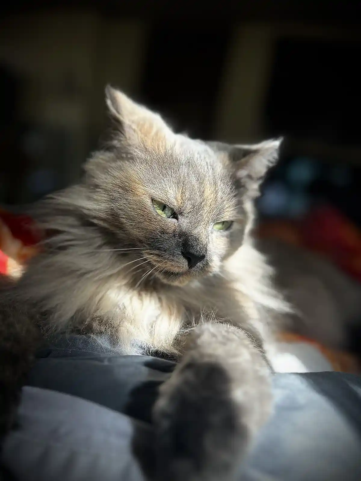Embracing the Chill of a Lazy Sunday