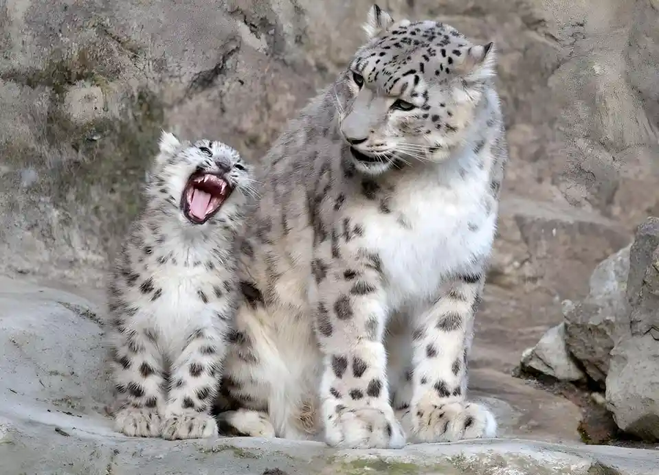 A large adult snow leopard sits calmly beside a small snow leopard cub that is yawning widely with its mouth open, showing…