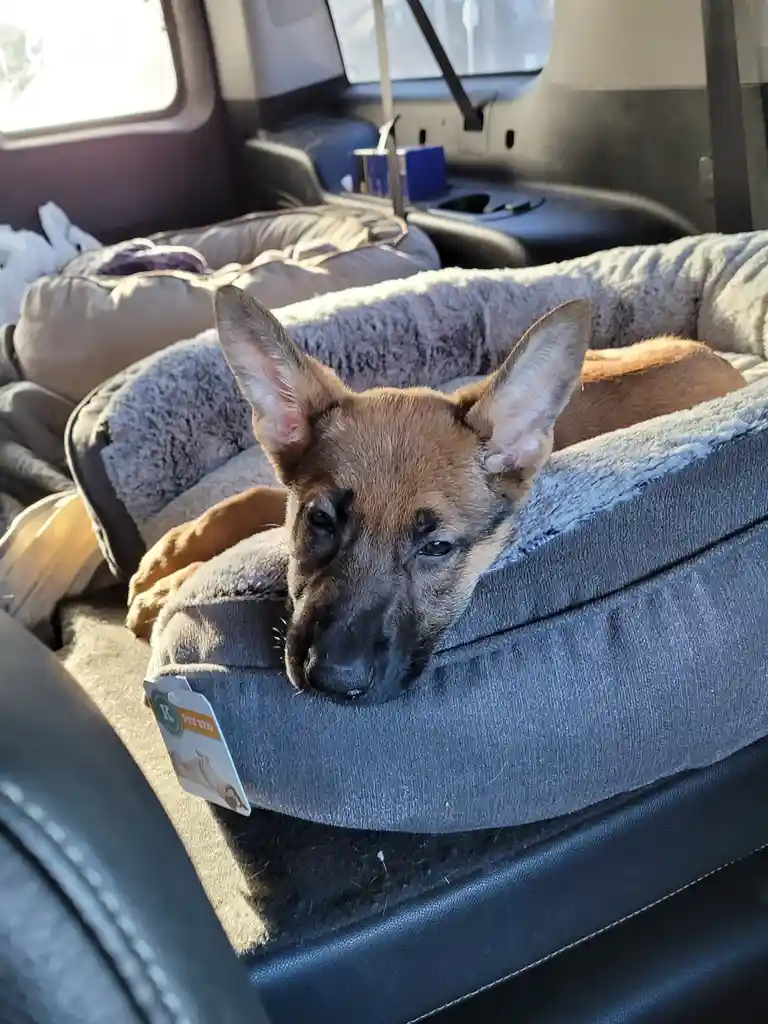 A brown and black puppy with large ears rests its head on the edge of a grey, fluffy pet bed inside a vehicle, looking…