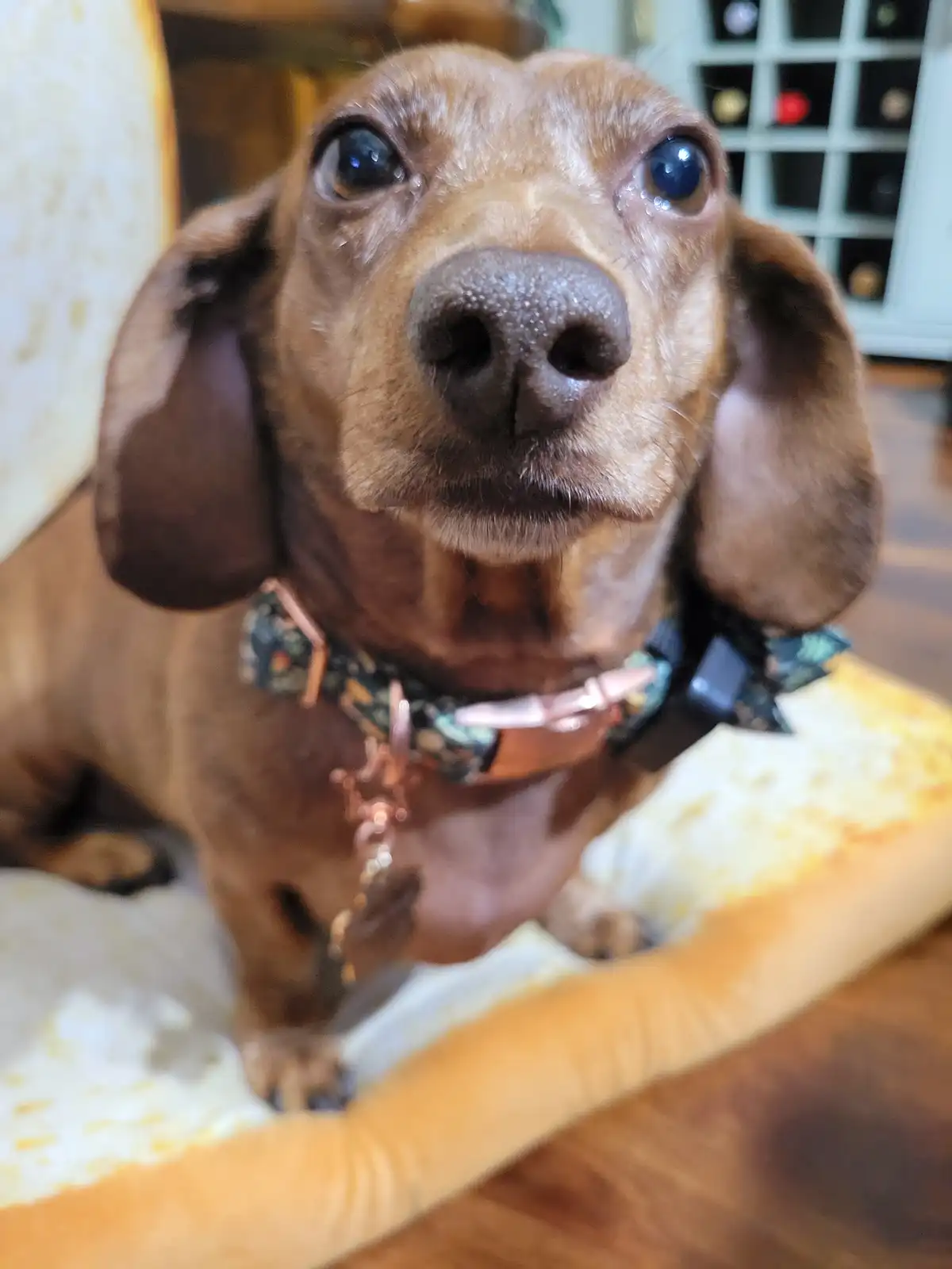 A close-up photo of a brown dachshund with large, glossy eyes looking directly at the camera, sitting in a light-colored dog…