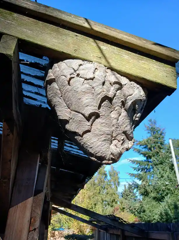 A large, papery wasp nest hangs from the underside of a weathered wooden structure against a clear blue sky, with trees…