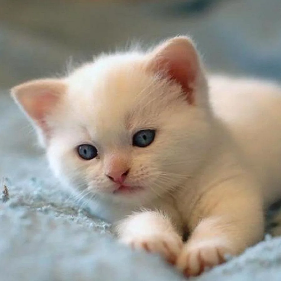 A close-up photo of a small, fluffy white kitten with large blue eyes and pink nose, lying on a textured surface and looking…