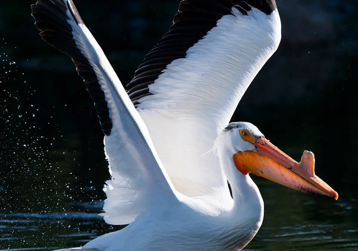 A white pelican with black-tipped wings spread wide over dark water, splashing droplets around it, with overlaid text…