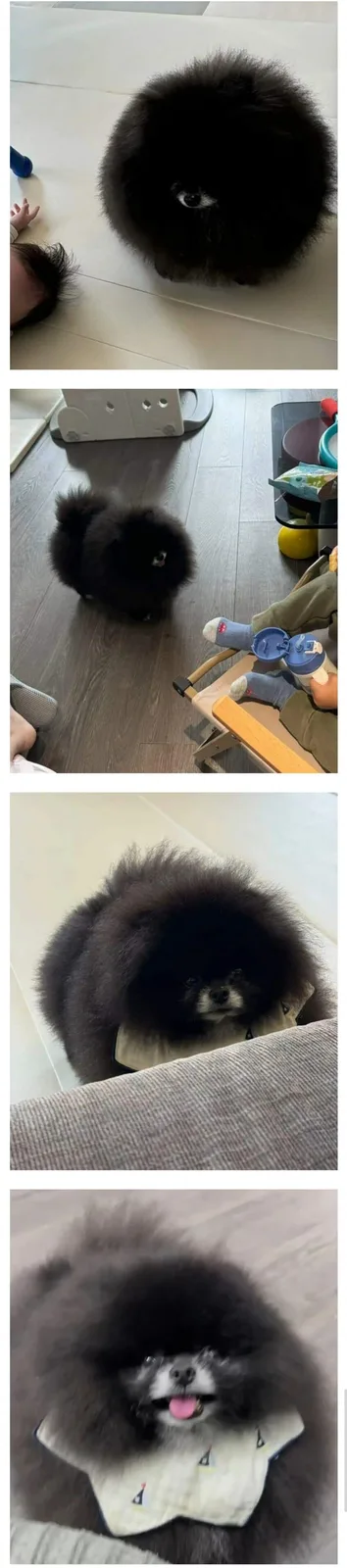 A fluffy black Pomeranian dog is shown in four panels, appearing increasingly like a ball of fur. In the first panel, it's a…
