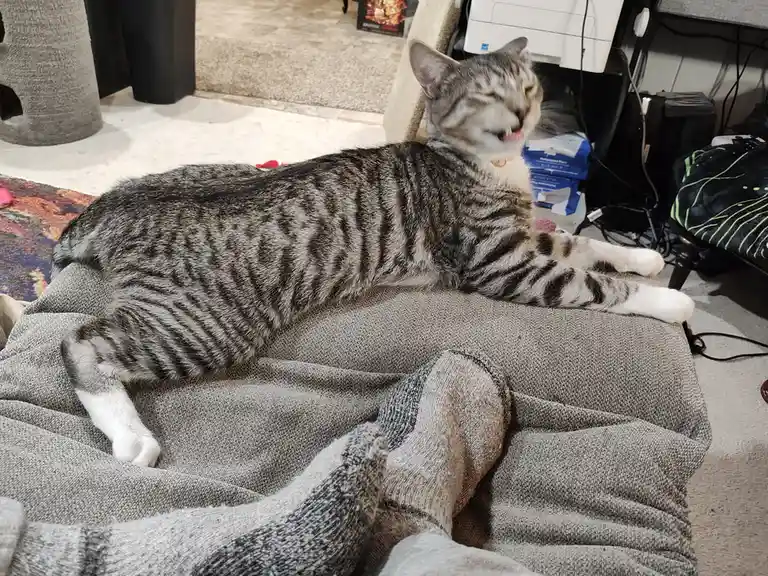 A gray tabby cat with white paws is lounging on a gray fabric surface, possibly a couch or ottoman, with its eyes closed and…