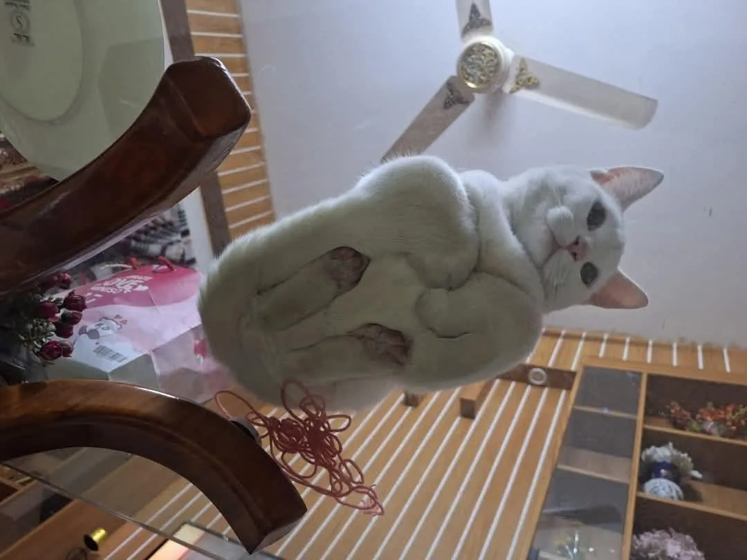 A white cat is seen upside down, seemingly suspended in mid-air between a wooden chair and a glass table, with its paws…