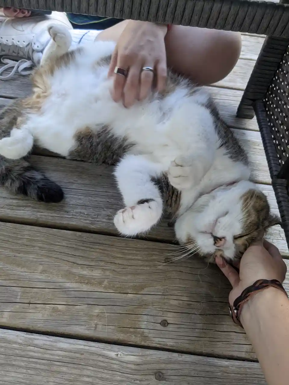 A fluffy calico cat lies on its back on a wooden deck, belly-up and relaxed, while two human hands gently pet it—one on its…