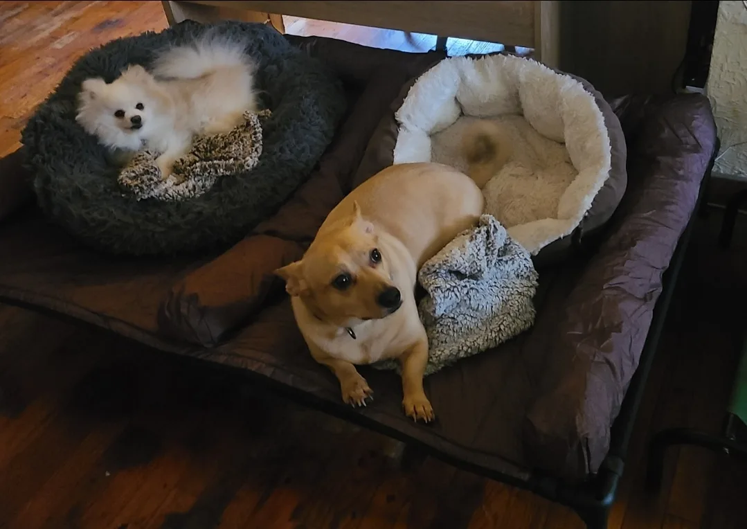 Two dogs are resting on separate dog beds placed side-by-side on a larger brown cushioned surface. The smaller white fluffy…