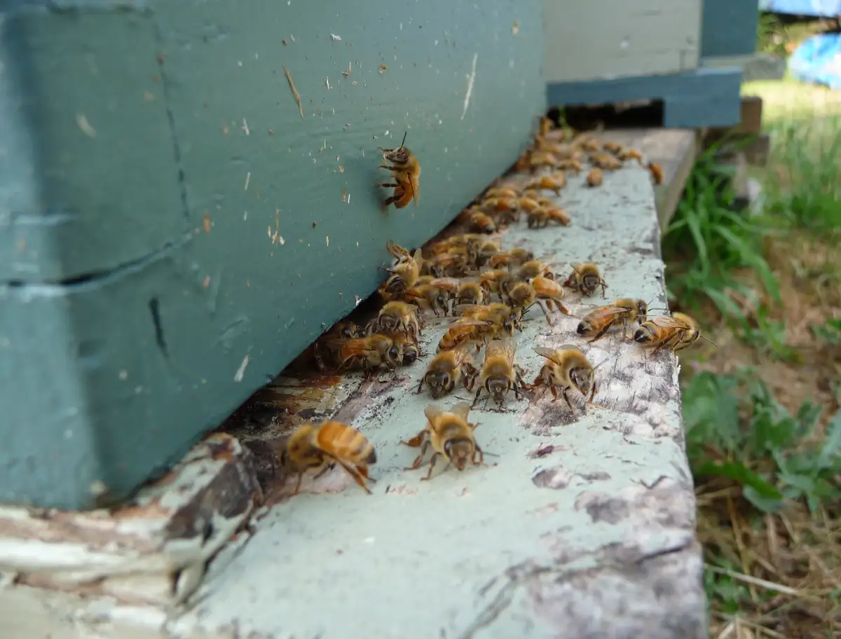 A close-up photo shows dozens of honey bees clustered around the entrance of a green wooden beehive, with one bee hovering…