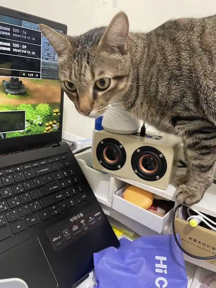 Just a Cat Being a Cat