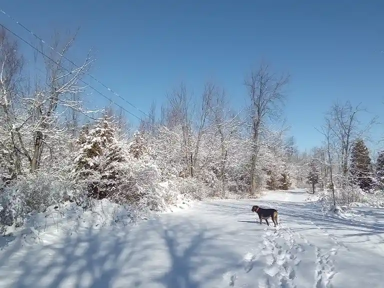 A black and tan dog stands alone on a snow-covered path under a clear blue sky, surrounded by snow-laden trees and bushes…