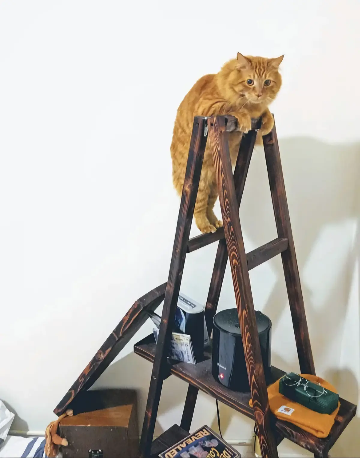 A fluffy orange tabby cat sits precariously on the top rung of a dark wooden A-frame ladder, looking directly at the camera…