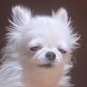 A small, fluffy white dog with wide, slightly droopy eyes and a neutral expression looks directly at the camera. The image…