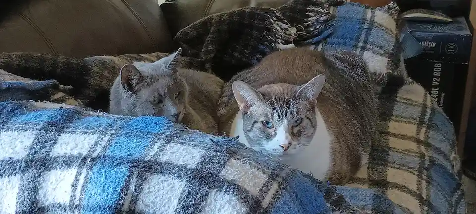 Two cats are nestled together on a worn, frayed blue and white plaid blanket on a brown couch. The cat on the right, with…