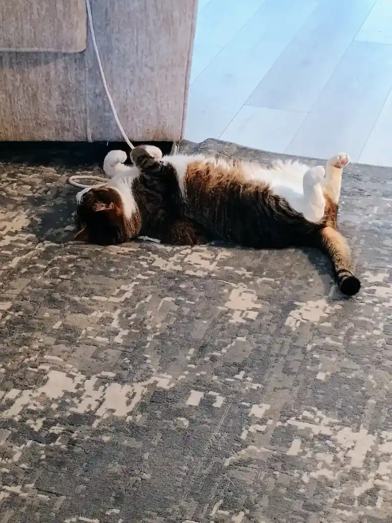 A fluffy brown and white cat is lying on its back on a patterned rug, paws up, near the base of a beige couch. A white cord…