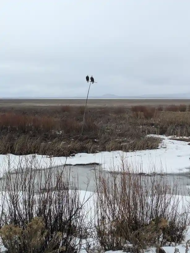Just a couple of eagles enjoying their day together