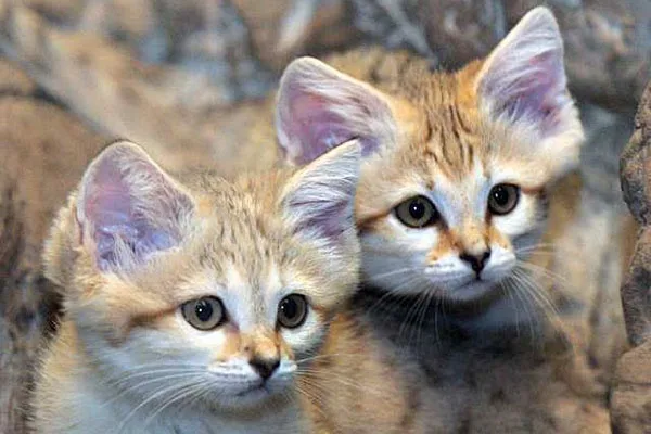 Two young feline kittens with large, expressive eyes and oversized ears are pictured side-by-side against a blurred rocky…