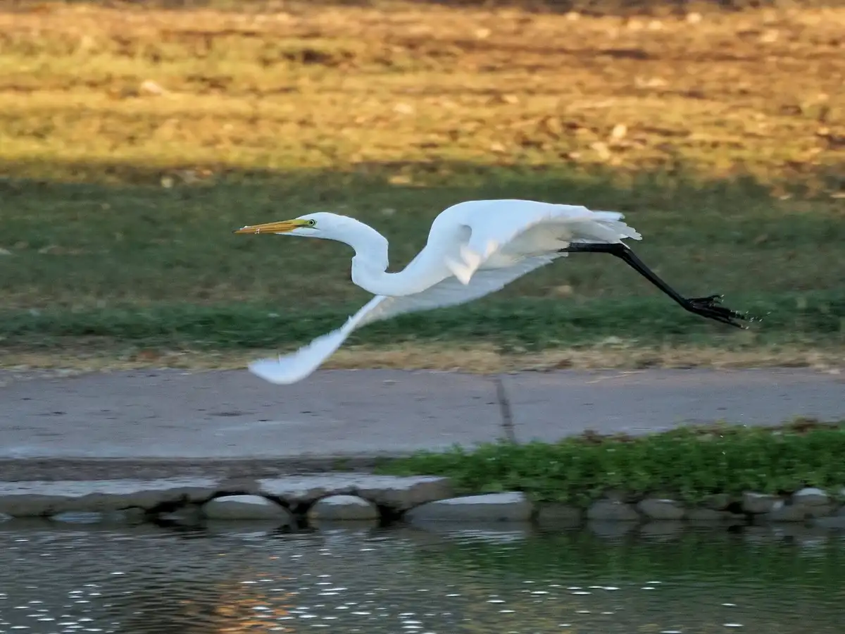 A white egret with a long yellow beak and black legs is captured mid-flight over water, wings spread and one leg extended…