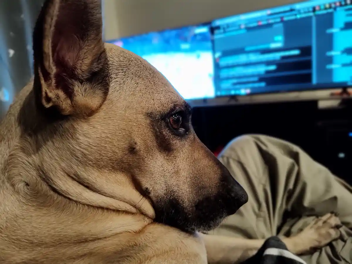 A close-up of a tan dog with large ears looking intently at a computer screen displaying blue code or data. The dog is…