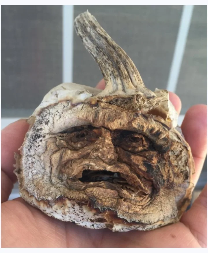 a hand holds a severely decayed, shriveled pumpkin that has a grotesque, wrinkled human-like face with deep-set eyes and a…