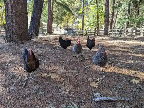 Five chickens stand in a wooded area with pine needles and fallen leaves on the ground, surrounded by tall trees and a…