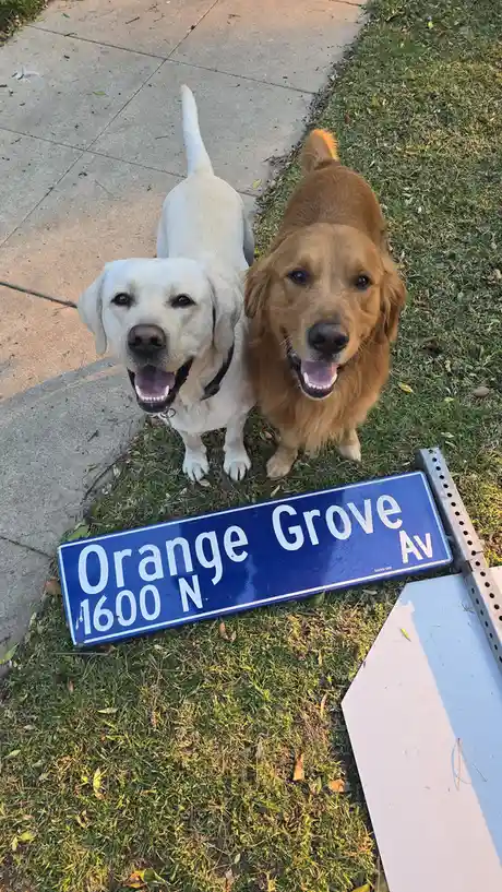 Two happy dogs, a yellow lab and a golden retriever, are standing on grass next to a blue street sign that reads 'Orange…