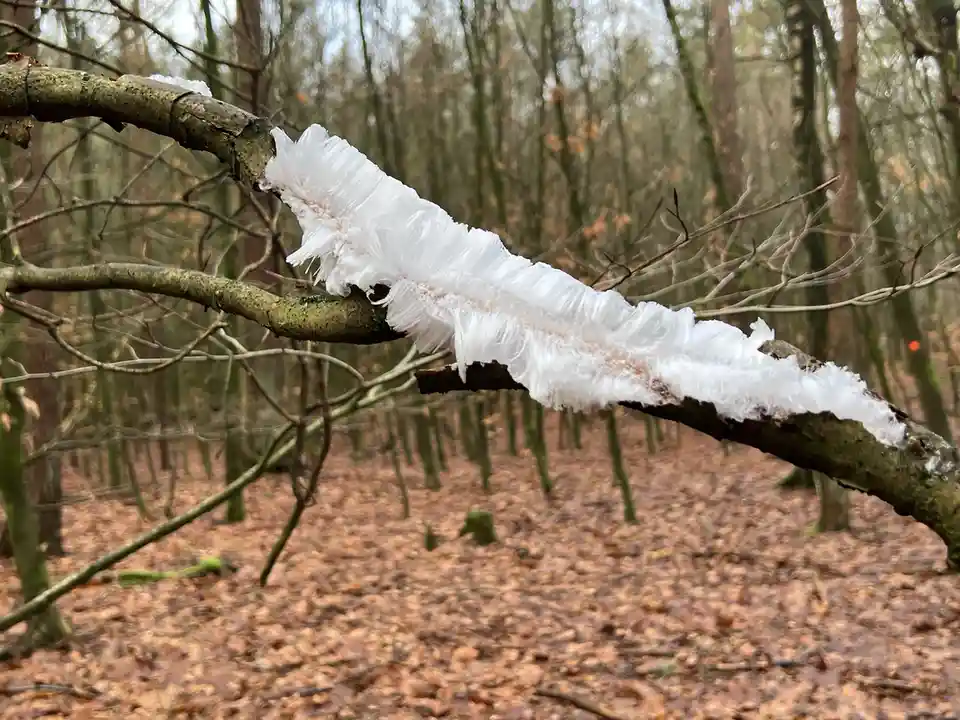 A close-up photograph of a tree branch in a forest covered in delicate, feathery white ice crystals, resembling frost or…