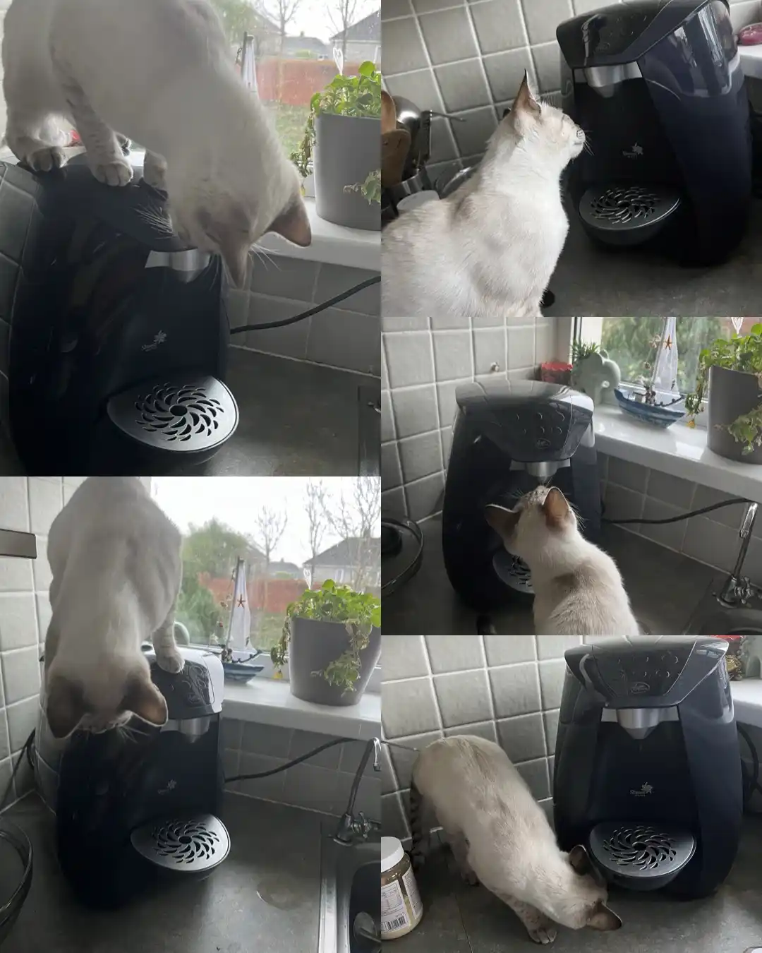 A white cat with light brown ears and paws is shown in a kitchen, interacting with a black coffee machine in a sequence of…
